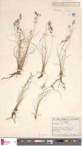 Image result for Aristida scabrivalvis