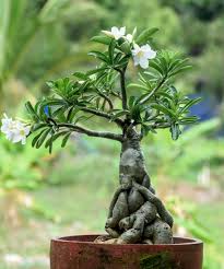 Home Tamarind Bonsai Kottayam Browse And Buy Bonsai Plants Tools And Resources In Kottayam Kerala