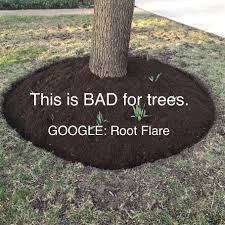 Birch Tree Bark And Stone Coupon Despite What You Re Probably Seeing In Your Neighbor S Yards You Should Never Let Mulch Touch The Tree Bark Google Birch Tree Mural Birch Tree Tattoos Tree