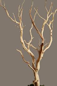 Sierra Manzanita Branch Sanded 21 38 Natural Manzanita Branches Manzanita Tree Centerpieces Tree Branch Decor