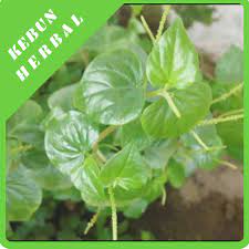 Unduh gambar gambar gratis yang menakjubkan tentang obat obatan. Jual Tanaman Obat Daun Suruhan Basah Segar Kab Brebes Kebun Herbal Tokopedia