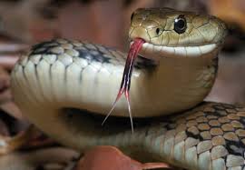 Even though younger children are known to be able to hear higher frequencies than adults (since adults start to lose hearing sharpness as they get older), even newborns cannot hear the. Best Snake Repellents Updated For 2021 Pests Org