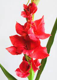 Red Gladiola Real Touch Gladiolus Wedding Flowers Afloral Com Gladiolus Wedding Flowers Flower Bouquet Wedding Real Touch Wedding Flowers
