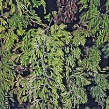Image result for Hymenophyllum triangulare