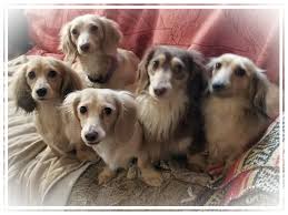 Maybe you would like to learn more about one of these? Our Heavenly Dachshunds
