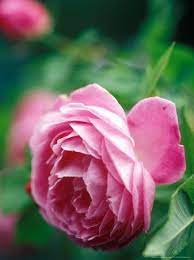 Prima Fleur Essential Oil Bourbon Rose Rose Rose Flower Love Rose