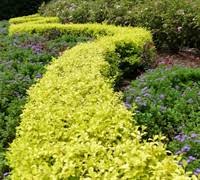 Trouvez des images de stock de ligustrum sinense ou sunshine ligustrum, un en hd et des millions d'autres photos, illustrations et images vectorielles de stock libres de droits dans la collection. Sunshine Ligustrum 2 5 Quart Shrub Shrubs Deer Resistant Gardener Direct