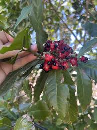 Image result for Ochna