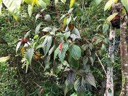 Image result for Paropsia