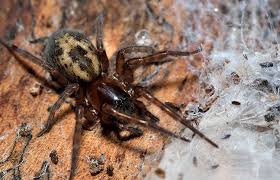 Black widow spiders have fangs. How Dangerous Are False Widow Spiders Natural History Museum