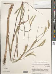 Image result for Stanfieldiella imperforata