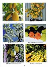 Maybe you would like to learn more about one of these? Daleys Fruit Tree Blog Free Fruit Tree Catalog 36 Pages Colour