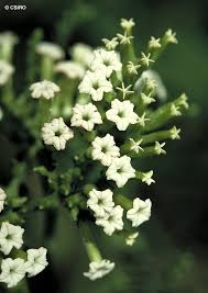 Image result for Heliotropium ciliatum