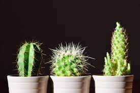 Through natural selection most cacti species to protect themselves from the sun and predators many species developed spines and hair, waxy skin, along with bitter alkaloids. Why Do Cacti Have Spines Smart Garden Guide