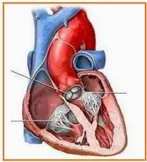 4 sk/kd kompetensi indikator (ki) kompetensi dasar (kd) memahami berbagai sistem dalam kehidupan manusia kompetensi dasar (kd) mendeskripsikan sistem. Soal Essay Tentang Peredaran Darah Pada Manusia Lukisan