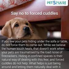 Say No To Forced Cuddles Petspulseindia Holisticpetting Puppy Dog Pets Petcare Petcaretaker Diwali Deepavali Besafe Dog Care Tips Pet Care Dog Care