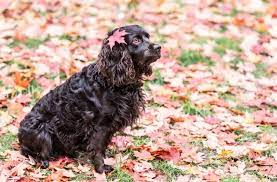 We operate a small family kennel in abbeville south carolina. Xsxnncno37z1bm