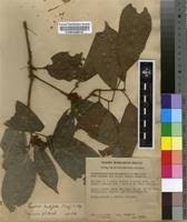 Image result for Rinorea brachypetala