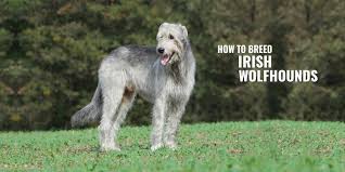 See more ideas about wolfhound, irish wolfhound, dogs. How To Breed Irish Wolfhounds Health Origins Breeding Practices Faq