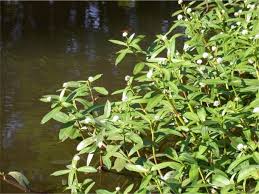 Image result for Sphaeranthus peduncularis