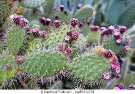 Prickly pear cactus, as with most prickly pears, is instantly recognizable as a cactus by its flat pads, although some have cylindrical segments. Prickly Pear Cactus With Fruit Prickly Pear Cactus Opuntia Ficus Indica Indian Fig Opuntia With Fruits Canstock