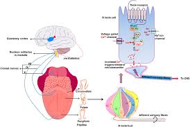 The back of our tongue is sensitive to bitter tastes so we can spit out poisonous or spoiled foods before we swallow. Frontiers G Protein Coupled Receptors In Taste Physiology And Pharmacology Pharmacology