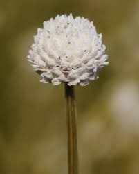 Image result for Eriocaulon setaceum