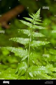 Image result for Psilotrichum scleranthum