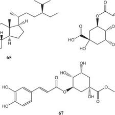 Image result for Landolphia bruneelii