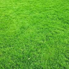 Recommended varieties of native warm season grasses for use in georgia, alabama and south carolina this resource guide serves as a tool for selecting and establishing native warm season grasses in georgia, alabama and south carolina. Choosing The Best Grass Type For Your Georgia Home