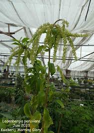 Image result for Petiveriaceae