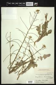 Image result for Sisymbrium burchellii
