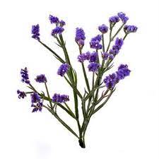Pin On Flowers