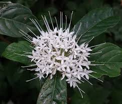 Image result for Ipomoea prismatosyphon