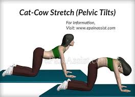 Cat Cow Stretch Mckenzie Exercises Exercise Back Exercises
