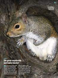 Do Grey Squirrels Eat Baby Birds Pressreader