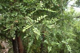 Image result for Phyllocladus trichomanoides