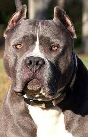 Pin On Bricktop S Dawg Pound