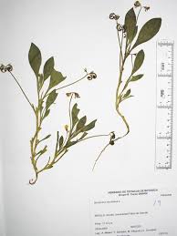 Image result for Pycreus muricatus