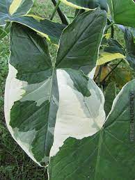 Pin On Tropical Plants