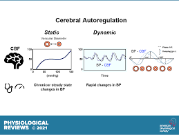 Regulation Of Cerebral Blood Flow In Humans Physiology And Clinical Implications Of Autoregulation Physiological Reviews