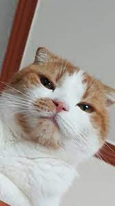 7,137 likes · 4 talking about this. ì•„ëœ¸ì°¡on Twitter å®˜å'–ä¸­ç¿» æœ¨æœ¨å€'ä»Šå¤©ä¹Ÿæ˜¯ç¾Žå¥½çš„ä¸€å¤©from è¼è¼å®˜å'– å¥½åŽ­ä¸–è‡‰çš„gomo é˜¿è¼é€™æ¨£æ˜¯å¦æœ‰é»žåœ–æ–‡ä¸ç¬¦ ë§ˆë§ˆë¬´