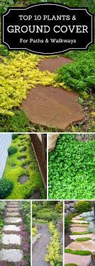 Top 10 Plants And Ground Cover For Your Paths And Walkways Ground Cover Plants Ground Cover Lawn And Garden