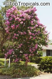 Image result for Bougainvillea