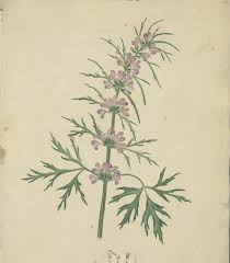 Check out our nancy flowers selection for the very best in unique or custom, handmade pieces from our shops. Historic Manuscript Filled With Beautiful Illustrations Of Cuban Flowers Plants Is Now Online 1826 Open Culture