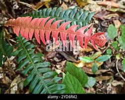 Image result for Blechnum attenuatum
