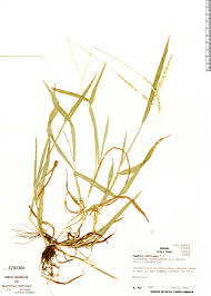 Image result for Anthephora