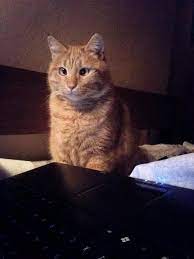 Estrabismo Gatuno Gatos Memes De Gatos Divertidos Meme Gato