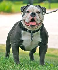 Look at pictures of english bulldog puppies who need a home. Phoenix Blue Strike