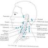 Node chains chest lymph nodes diagram lymph nodes side of neck where are neck lymph nodes located. 3